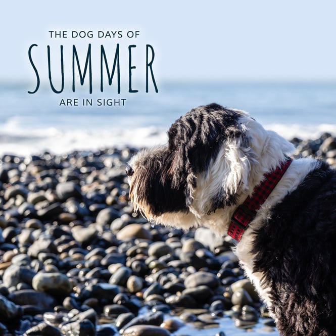 Dog days of summer Craignair