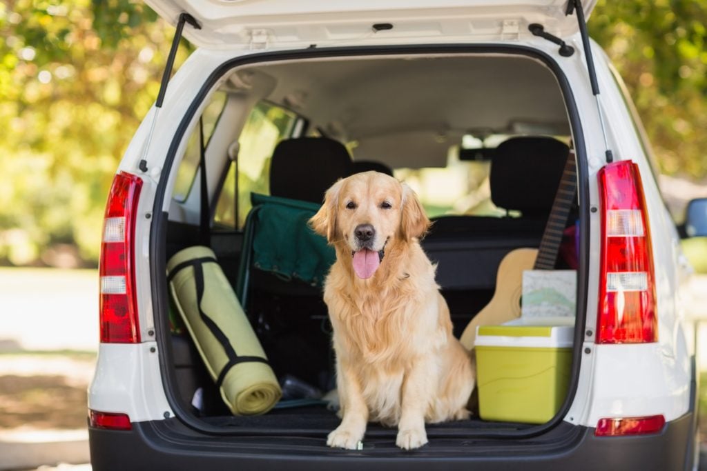 traveling with a dog in Maine