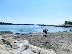 dog on beach in Maine