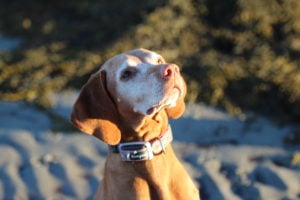 dog on Maine beach