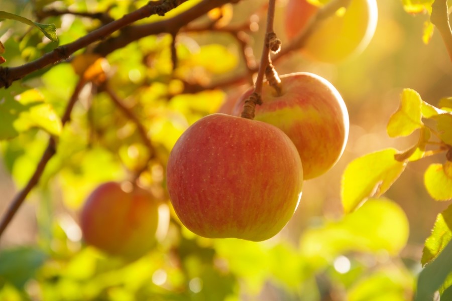 apples-in-an-orchard-craignair