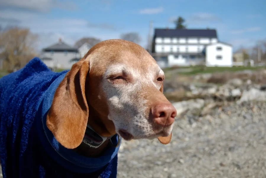 dog-in-front-of-craignair-inn-1-1