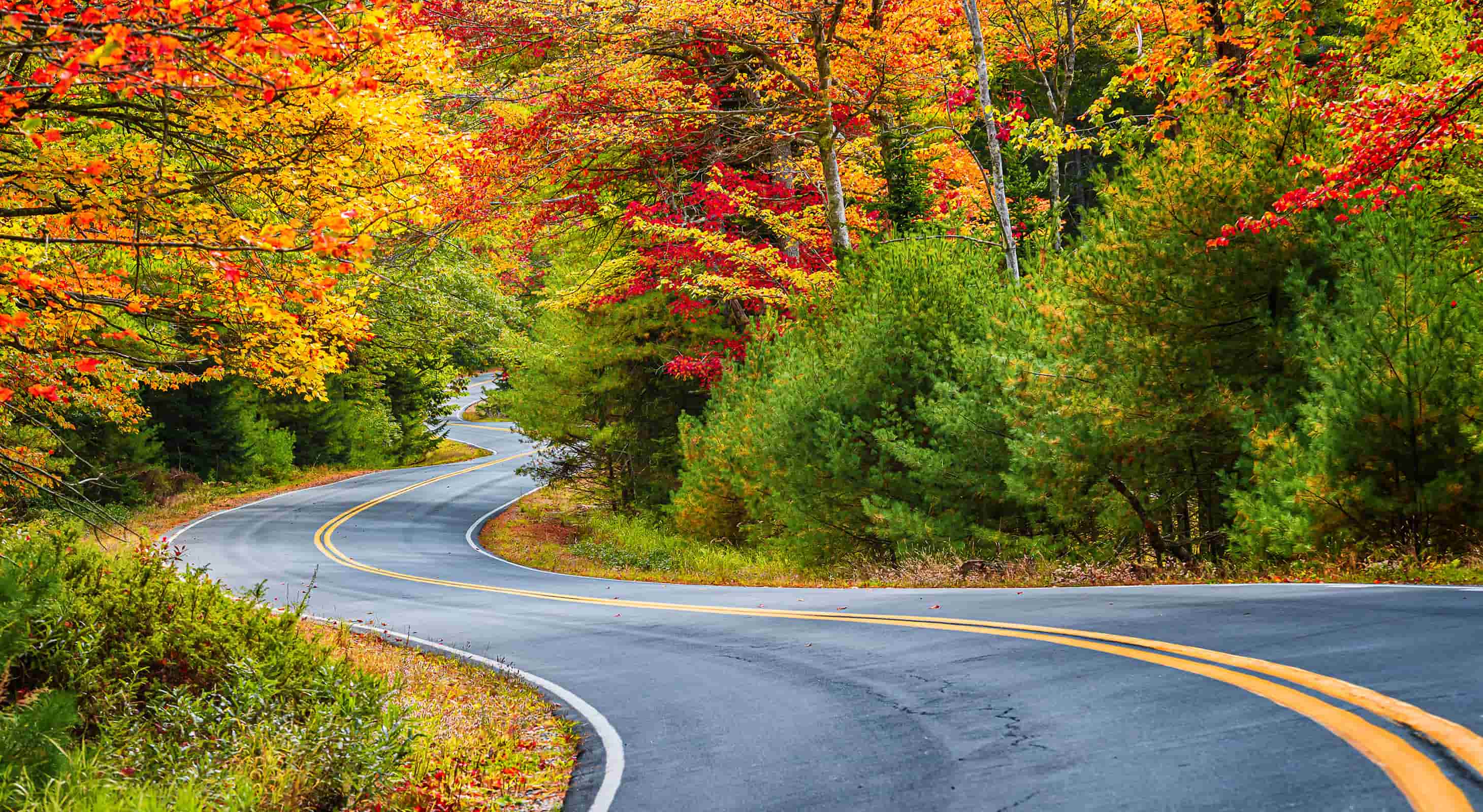 fall foliage on a road