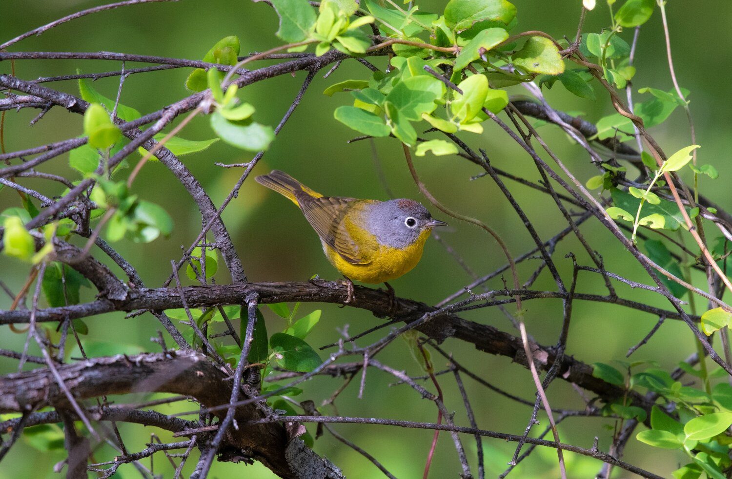 bird watching in maine