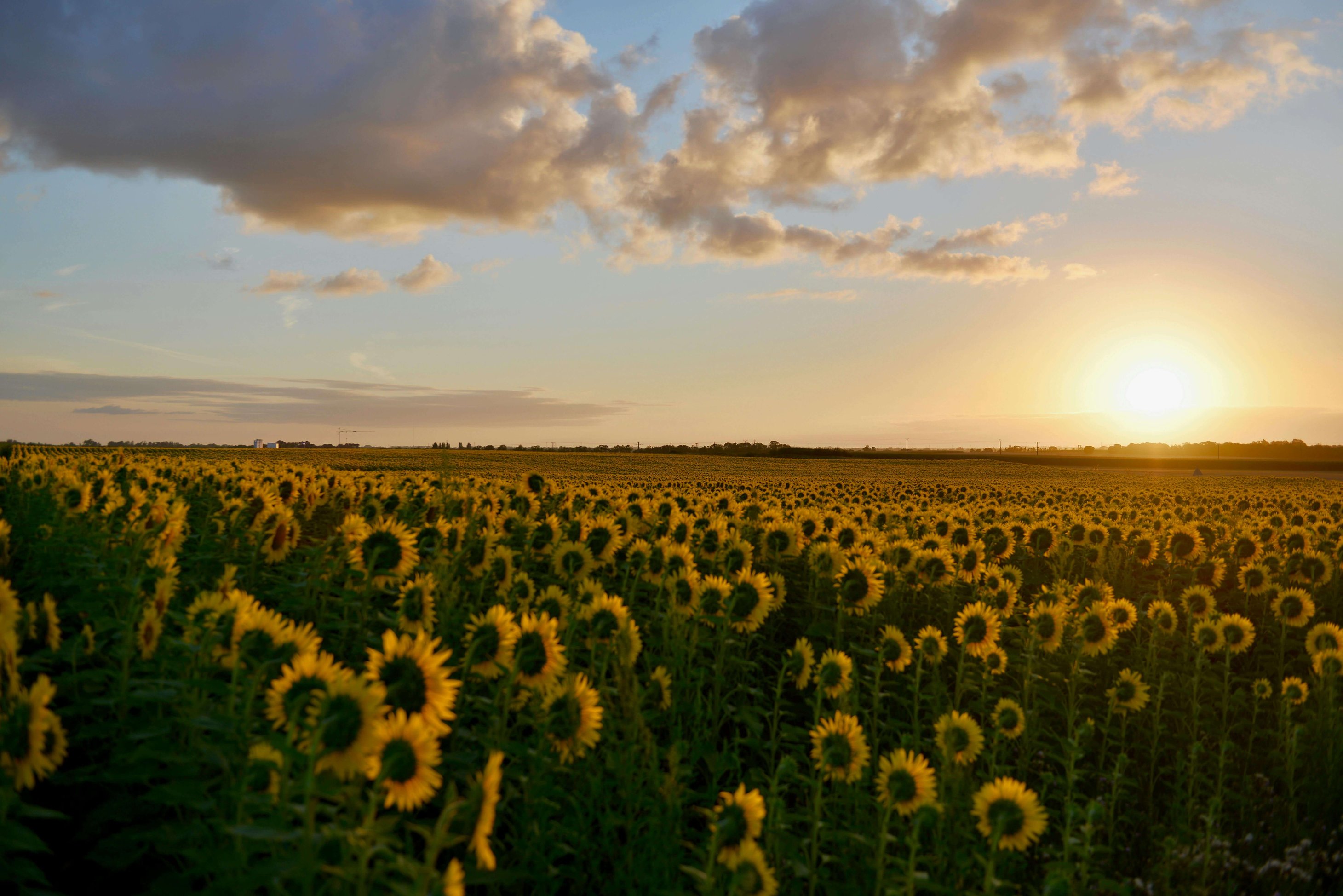 SunflowersCOMPRESSED