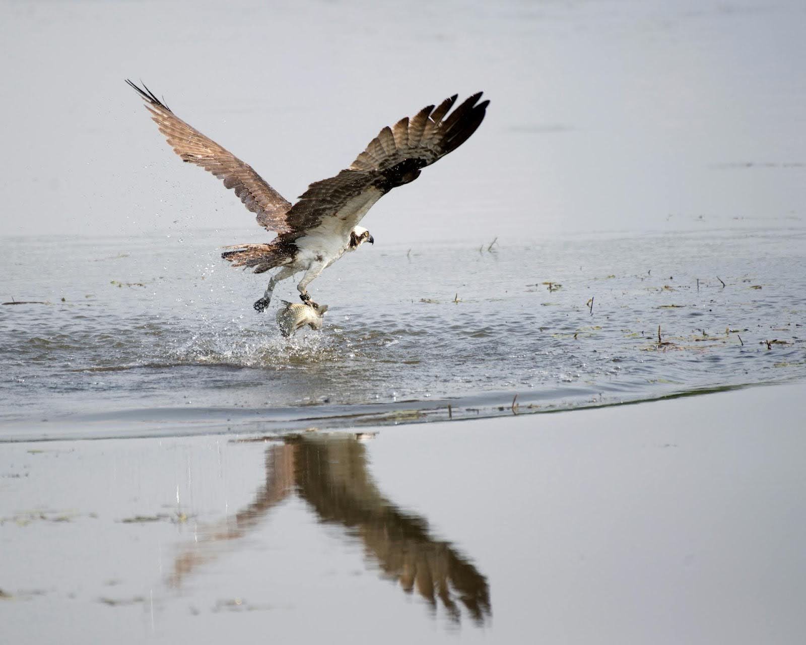 bird flying with a fish in its claws