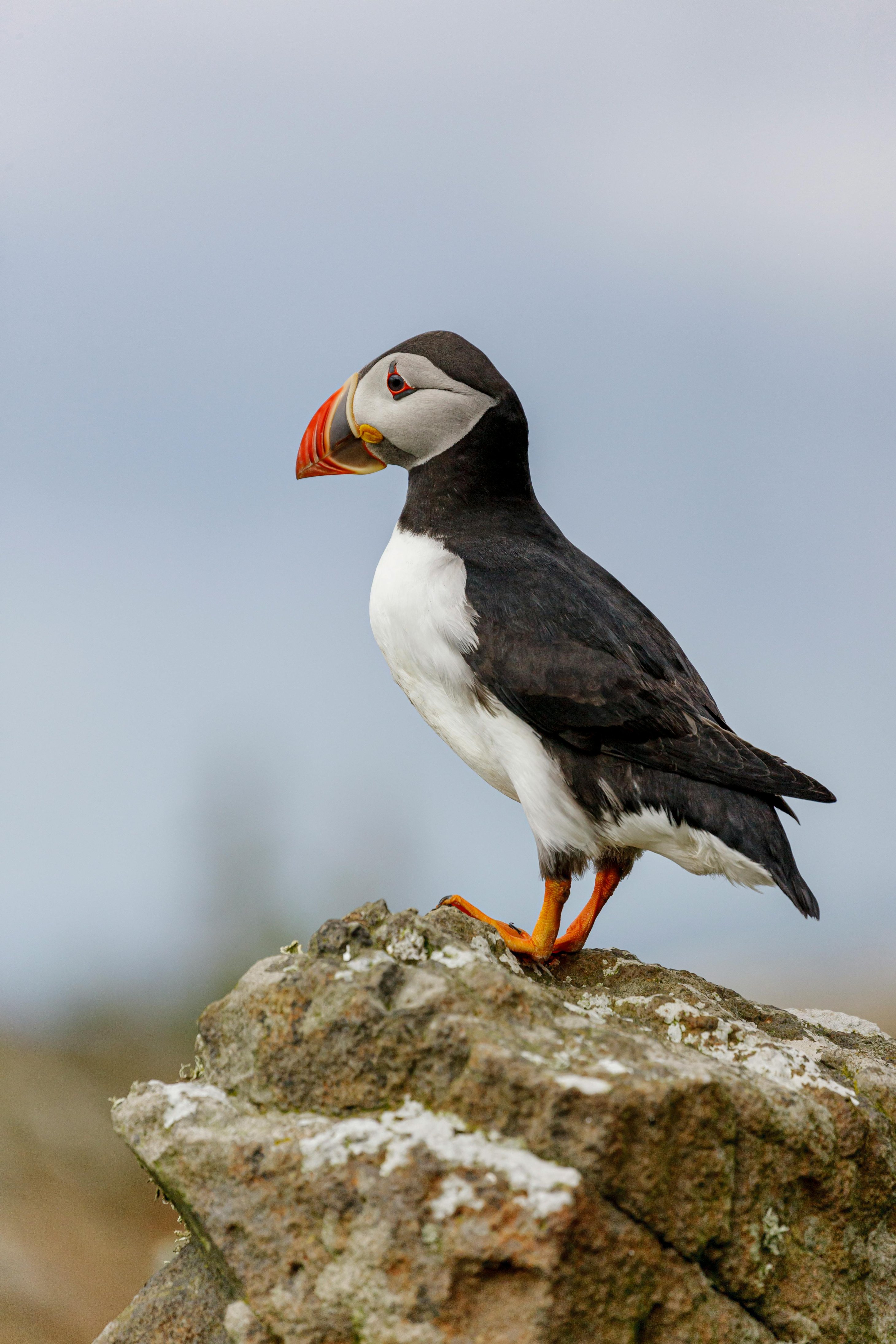 Puffin Rock